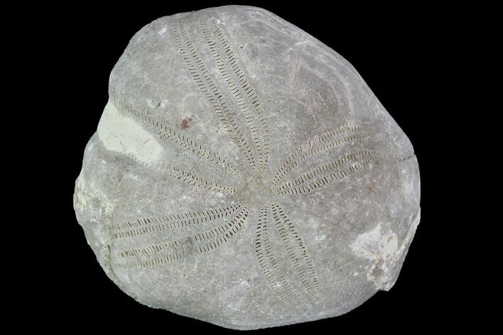 Toxaster Fossil Echinoid (Sea Urchin) - Agadir, Morocco #90607